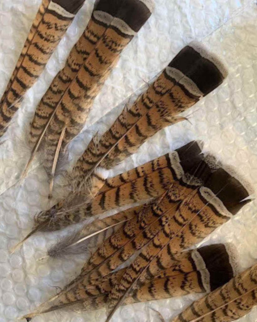 A collection of feathers from a partridge or grouse