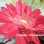 diane-marcotte-red-gerbana-daisy-3-2